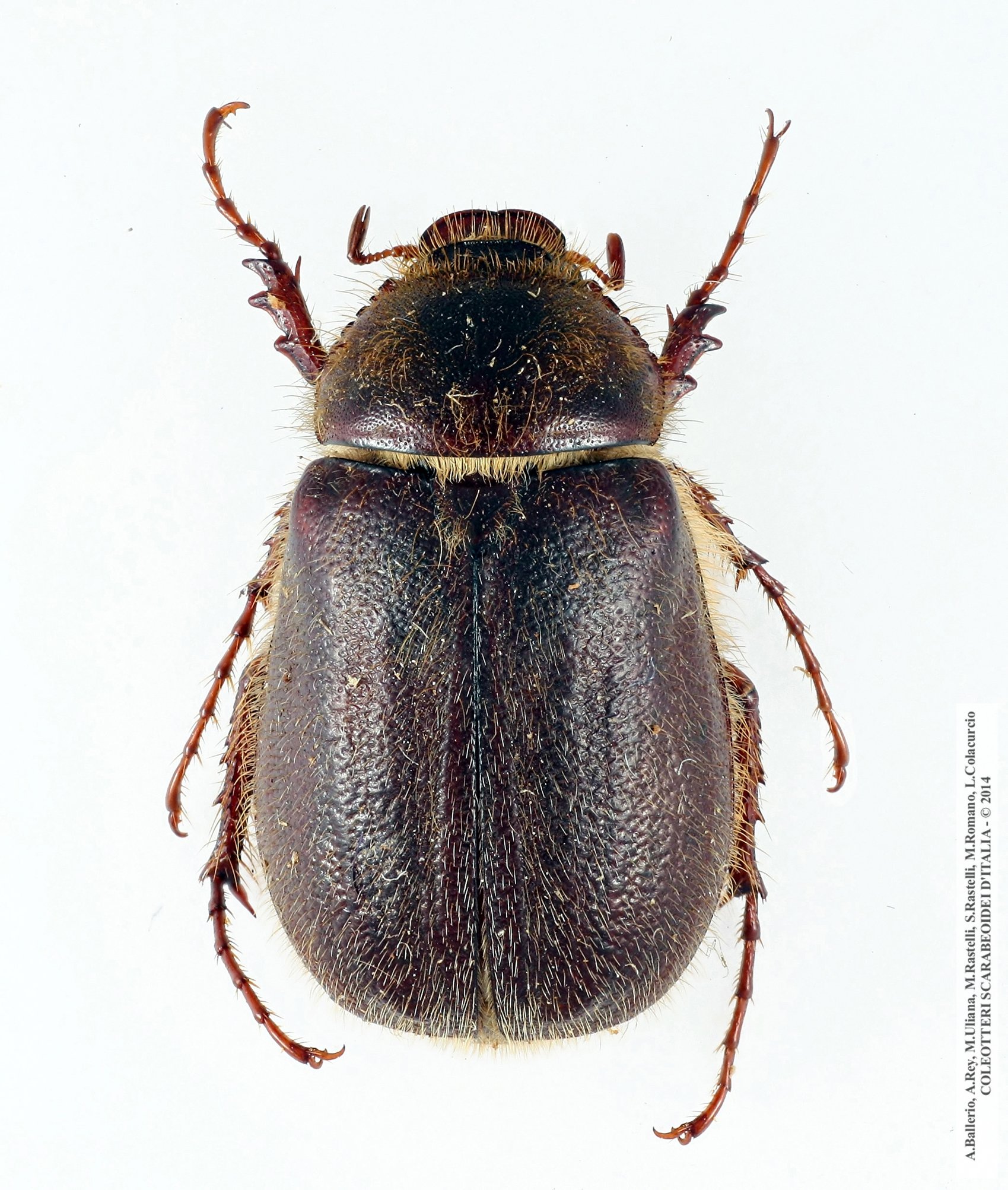 Aplidia villigera